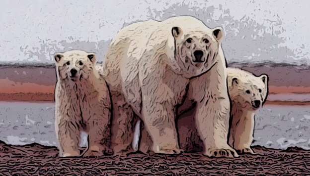 Polar bear extinction looms