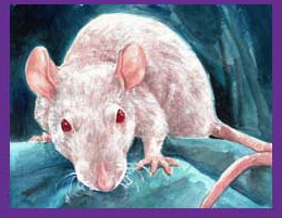 The Illustrated Rat