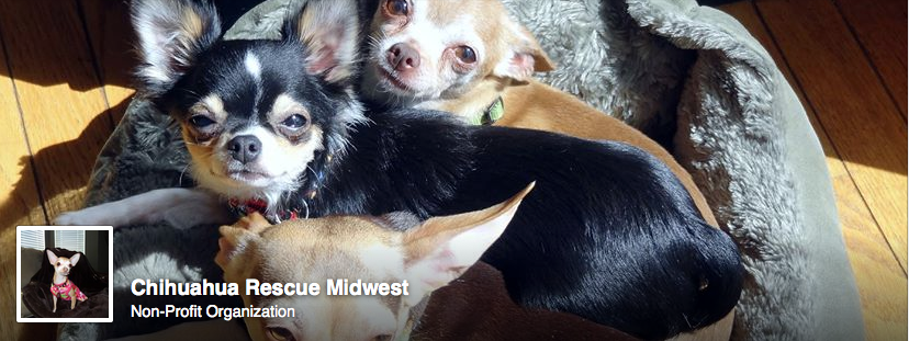Chihuahua Rescue Midwest