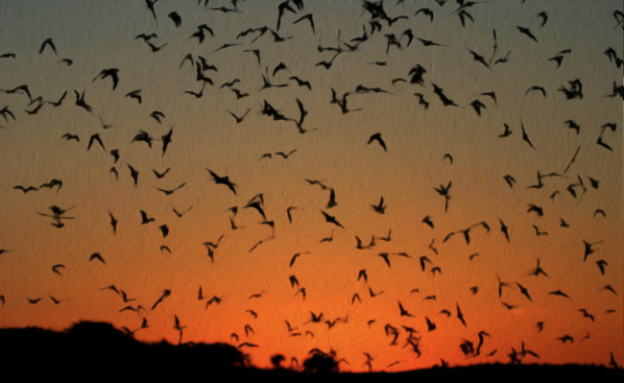 Pollinators, insect eaters - bats are essential