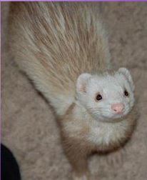 Haku - much loved ferret family member