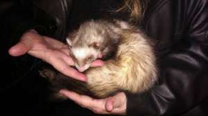 Peebers - much loved ferret family member