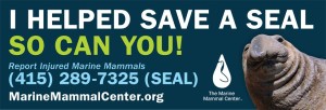 Report stranded marine mammals to Marine Mammal Center
