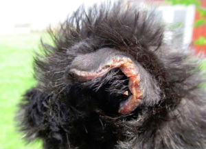 Ruined ear - Puppy Mill Abuse