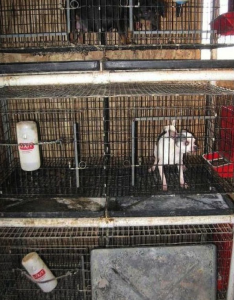 Stop Puppy Mill Abuse