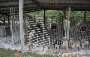 Never touched -Puppy Mill Abuse