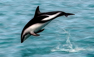 Free and wild dolphin