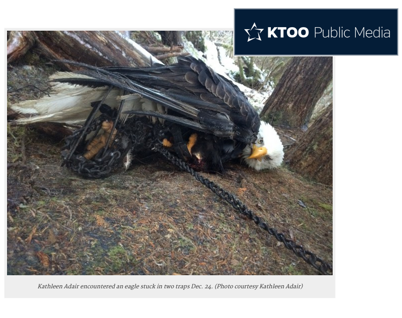 Bald Eagle mutilated in trap - euthanized