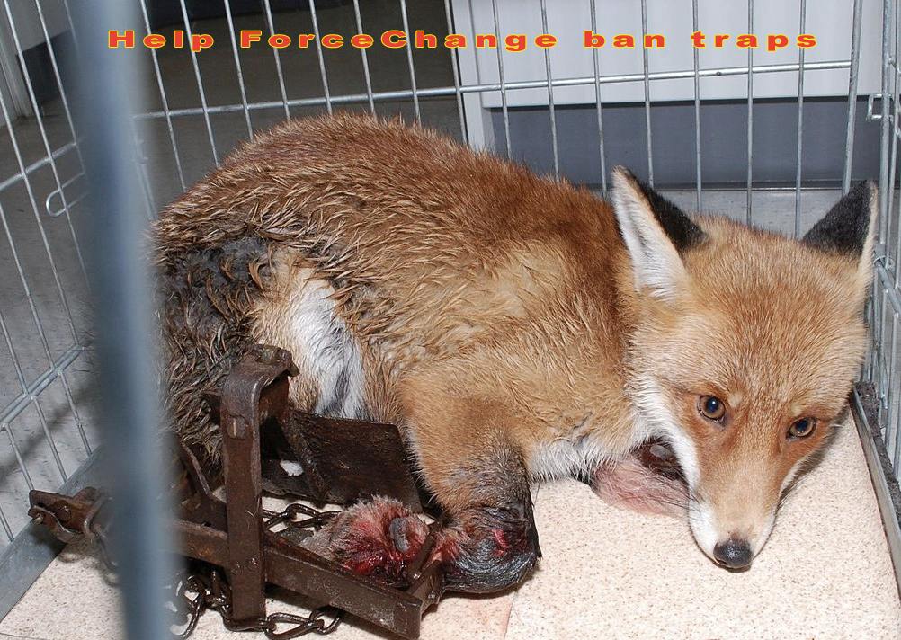 Trapped fox - help ForceChange ban traps