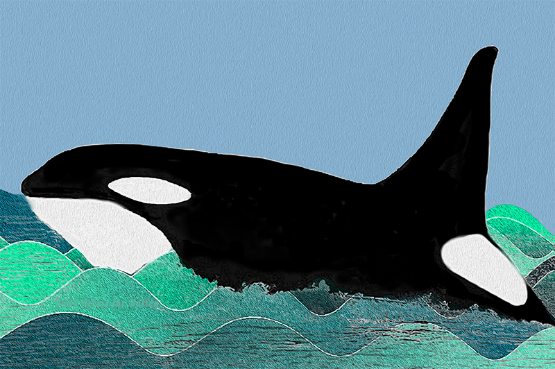Orca Swimming Free