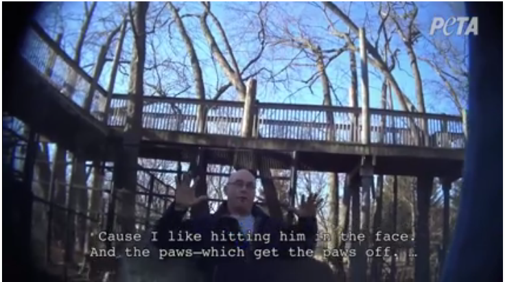 Hackenberger, owner of Bowmanville Zoological Park abuses tiger