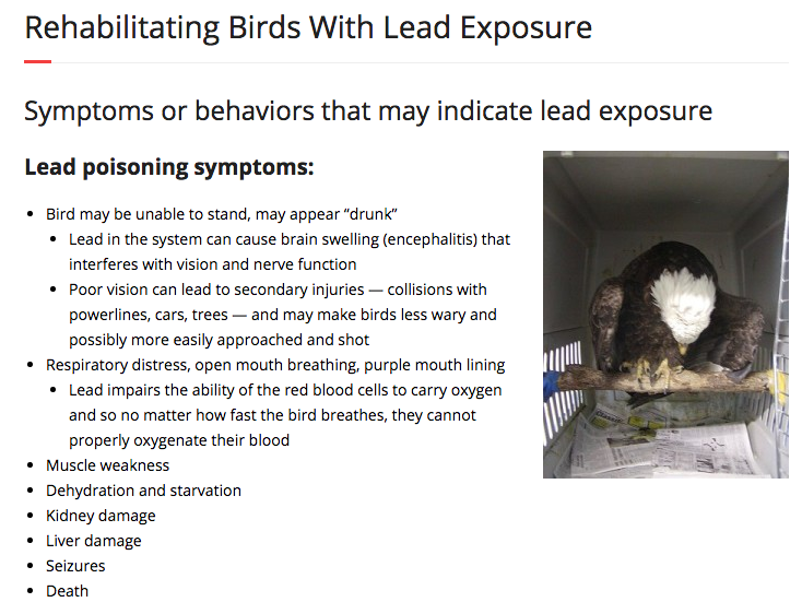 Soar Raptors - saving lead-poisoned eagles