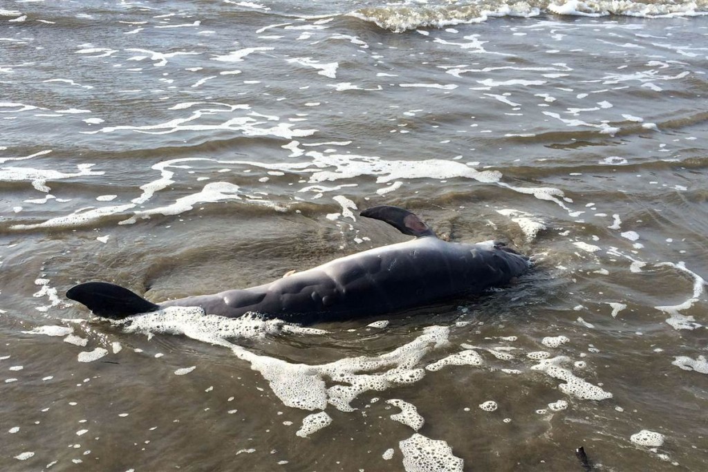 150520-science-gulf_oil_spill-dead_dolphins_882b0667287cf70529d79f40f7ca95a8.nbcnews-fp-1200-800