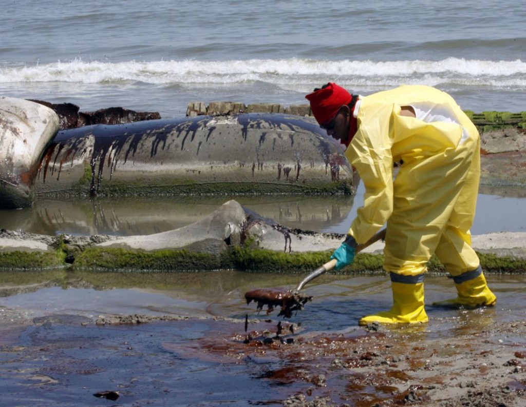 Dolphins-tested-for-oil-spill-impacts