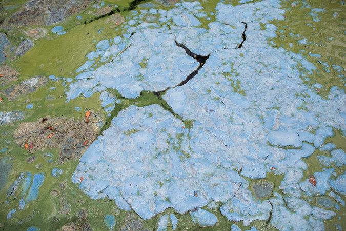 Toxic Algae Bloom