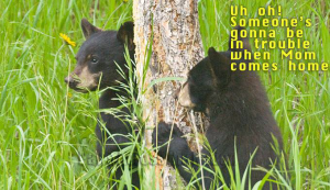 Some Bear Cubs Will Tattle