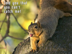 Cheeky Squirrel