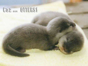 Otter Pups