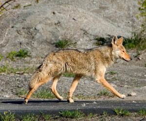 Coyote On the Move!