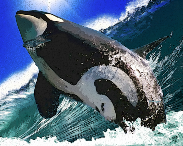 Orca Freedom