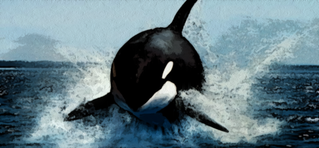 Free captive Orcas!