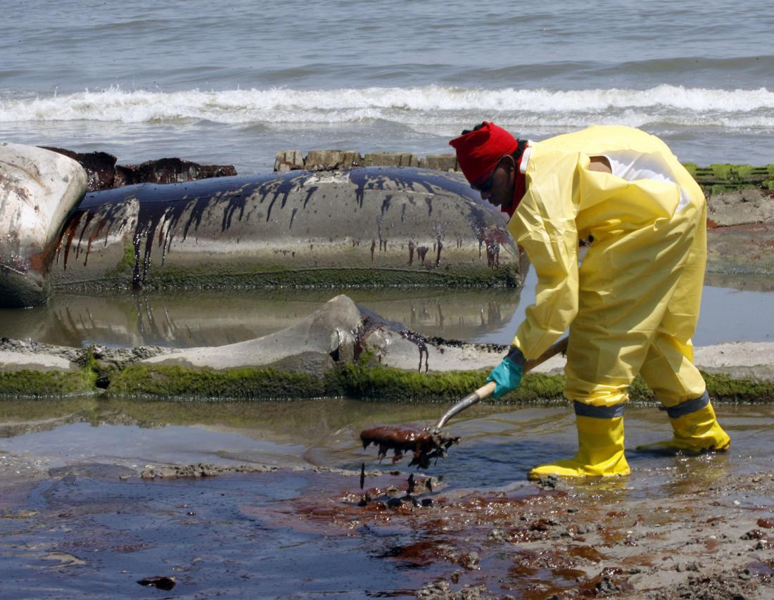 Dolphins-tested-for-oil-spill-impacts.